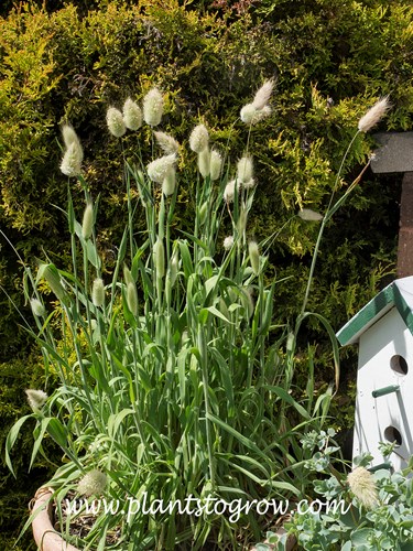 Hare's tail grass (Lagurus ovatus) 
(June)